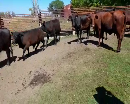 Lote 70 Vacas nuevas C/ cria en Urdinarrain, Entre Ríos