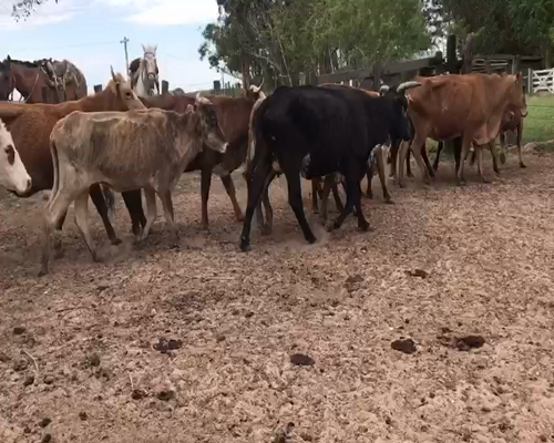Lote 36 Vacas de invernar en Bella Vista, Corrientes