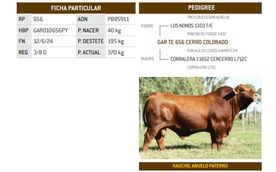 Lote LOTE 41
