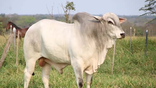 Lote LOTE 44