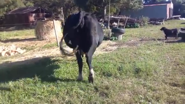 Lote Vaca HOLANDO a remate en PANTALLA VIRTUAL - ESCRITORIO CAMY - LA CUENCA 500kg - , San José
