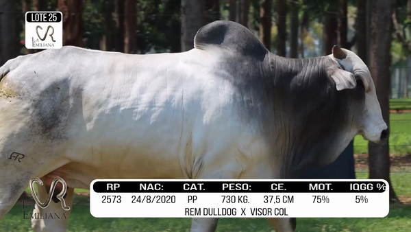 Lote LOTE 25