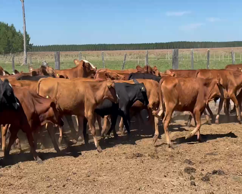 Lote 100 Terneros en Virasoro, Corrientes