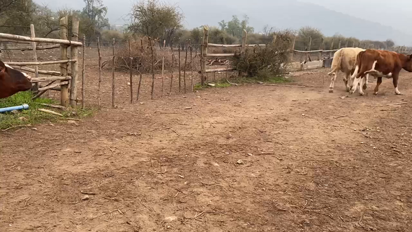 Lote 100 Novillo Engorda en Paine, Región Metropolitana