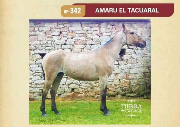 Lote RP. 342 - AMARU EL TACUARAL - EL TACUARAL