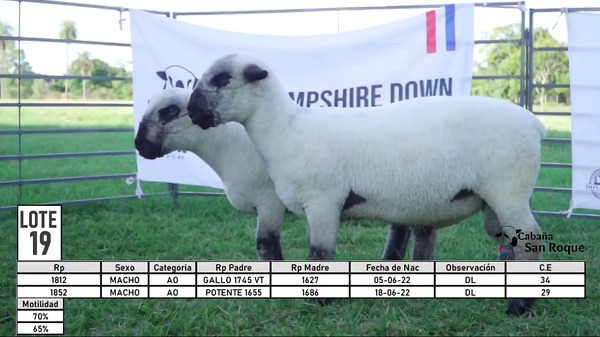 Lote LOTE 19