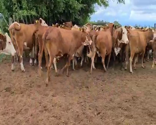 Lote 55 Vacas en Esquina, Corrientes