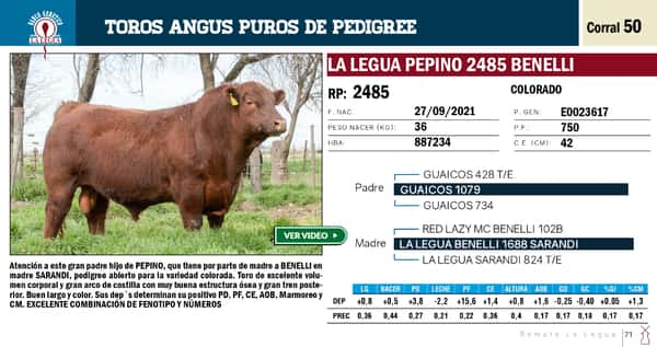 Lote TOROS ANGUS PP