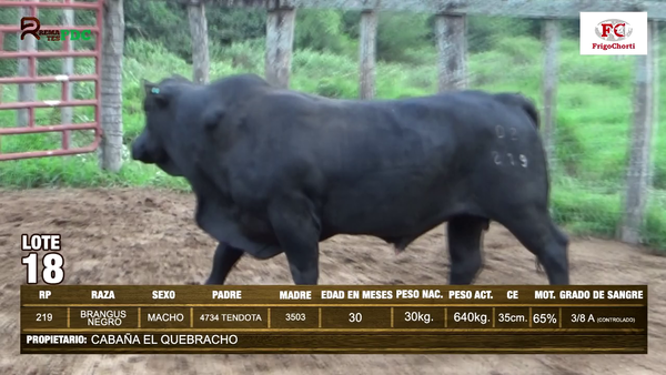 Lote TORO - BRANGUS NEGRO