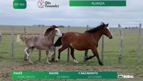 Lote Alianza