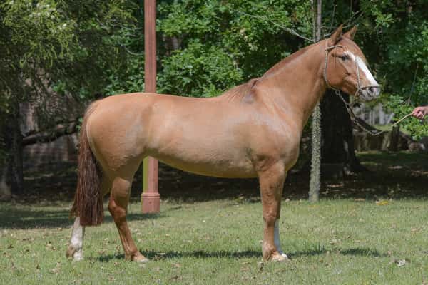 Lote Yubely Farolera Fuero