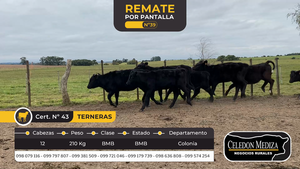 Lote 12 Terneros en Colonia