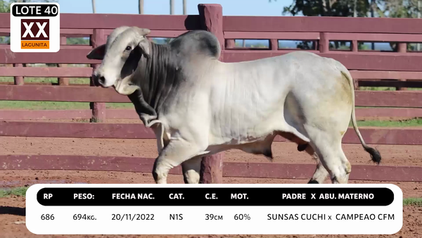 Lote LOTE 40