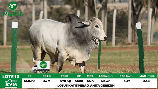 Lote Lote 13