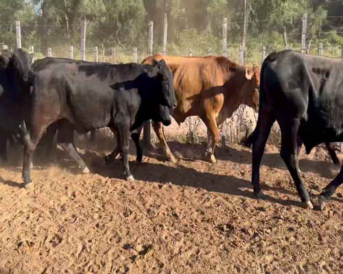 Lote 60 Novillitos en Juan José Castelli, Chaco