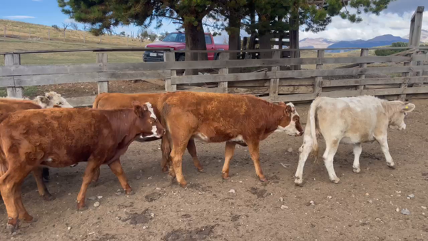 Lote 24 Vaquilla Engorda en Coyhaique, XI Región Aysén