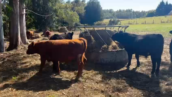Lote 53 Ternero en Los Muermos, X Región Los Lagos