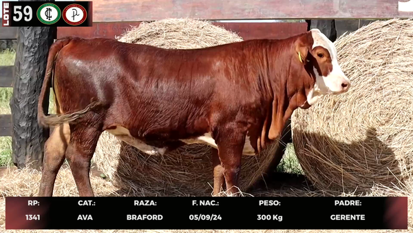 Lote LOTE 59