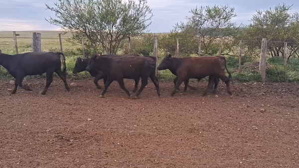 Lote 230 Novillos 1 a 2 años en Tomás Gomensoro, Artigas