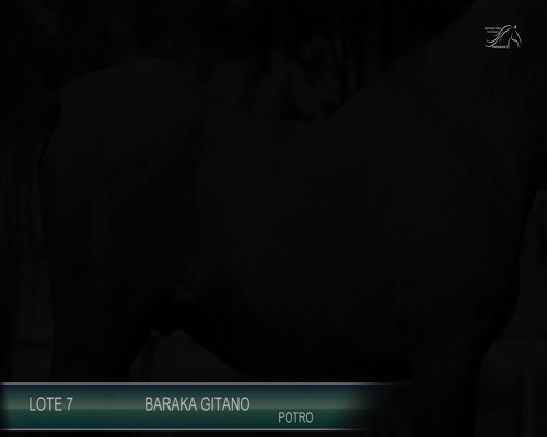 Lote BARAKA GITANO
