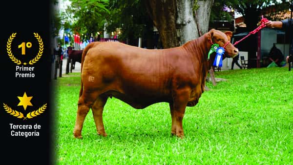 Lote Brangus a Bozal Expo 2022 RP 711- Lote 13