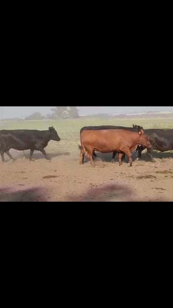 Lote 97 Vacas nuevas C/ gtia de preñez en Betbeder, Entre Ríos