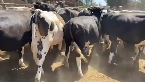 Lote 45 Novillo Gordo en Melipilla, Región Metropolitana
