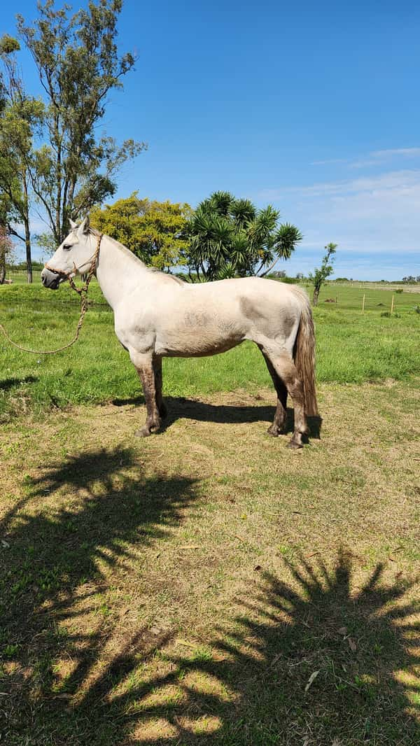 Lote RP 22 -Luna Don Conrado