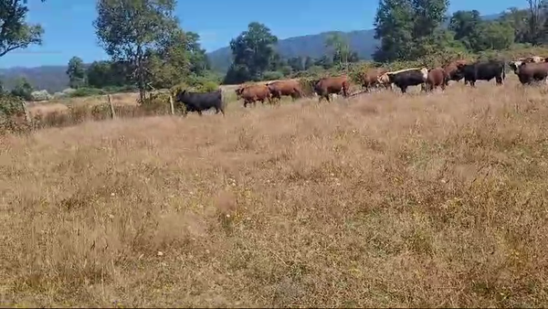Lote 60 Novillo Engorda en Fresia, X Región Los Lagos