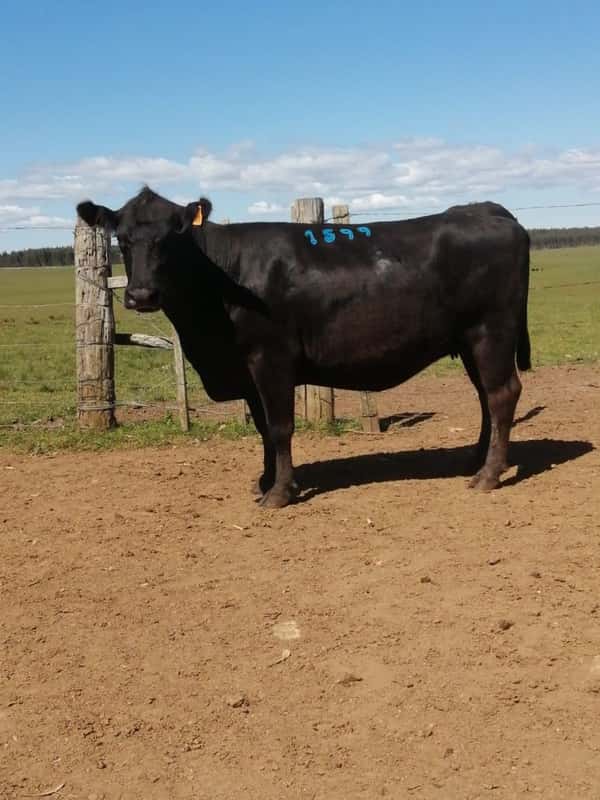 Lote 6 VACAS SA VACIAS