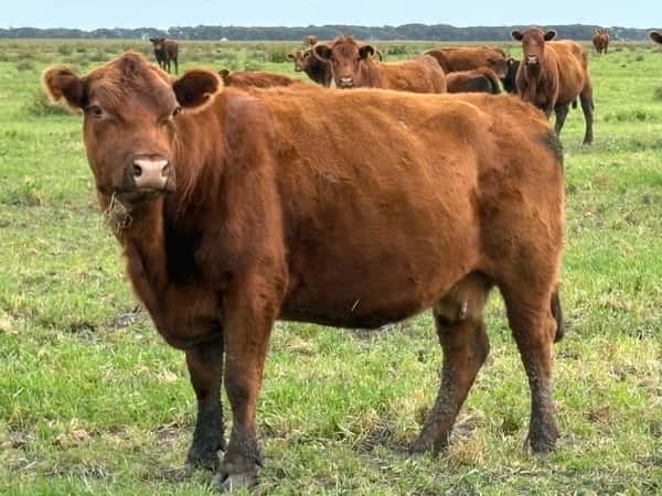 Lote 65 Vacas de invernar en Buenos Aires, Tandil