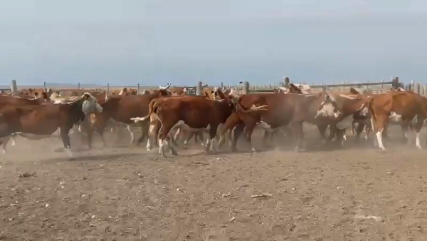 Lote 111 Vacas CUT preñadas en Concordia, Entre Ríos