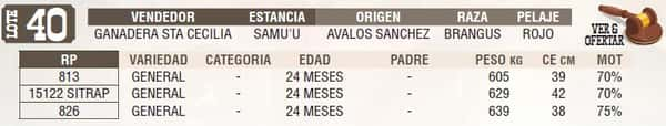 Lote LOTE 40