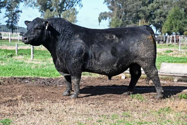 Lote Toros