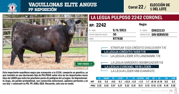 Lote VAQUILLONAS ANGUS  PP REPOSICIÓN LA LEGUA