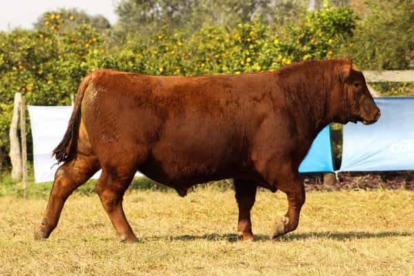 Lote CABAÑA COEMBOTÁ: RP 262