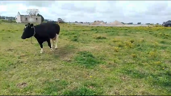 Lote Vacas de Invernada Holando a remate en Aniversario 115 Años - Camy en Ruta 1 Km 85