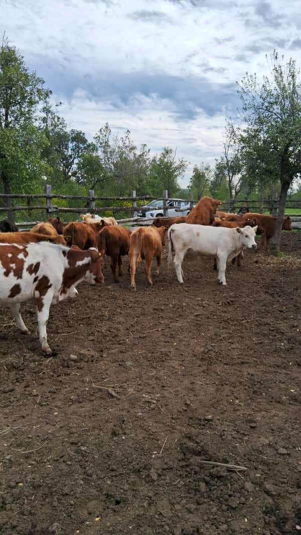 Lote 24 Ternera en Antuco, VIII Región Biobío