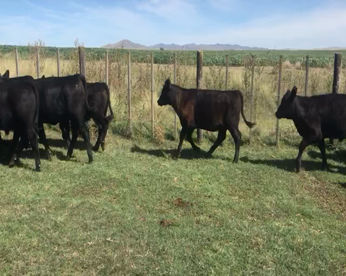 Lote 58 Terneros/as en Coronel Suarez, Buenos Aires
