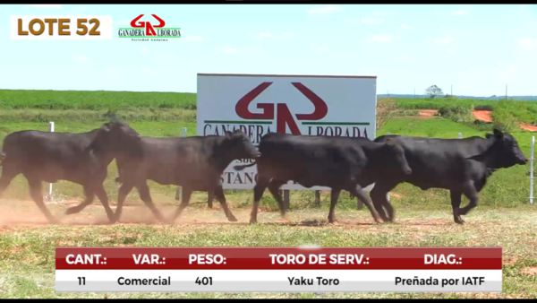 Lote LOTE 52