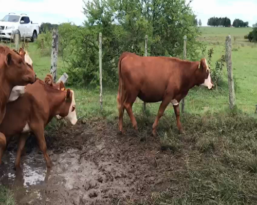 Lote 50 Vaquillonas en Cerro Largo