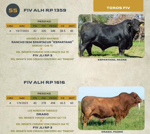 Lote LOTE 55