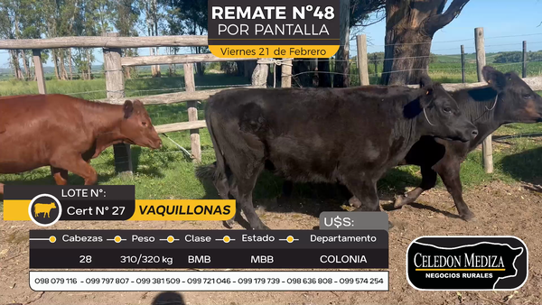 Lote 28 Vaquillonas  en Otra Localidad, Colonia