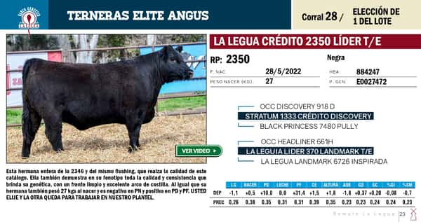 Lote TERNERAS ELITE