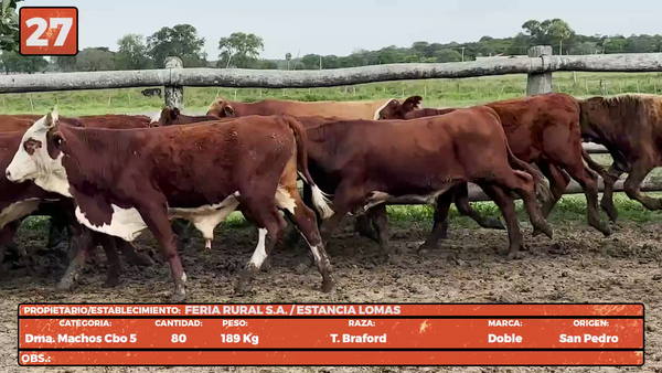 Lote LOTE 27