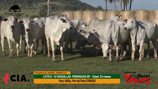 Lote 