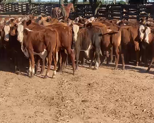 Lote 300 Terneros en Gral. San Martín, Chaco