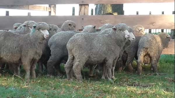 Lote 16 carneros MO 2 dtes