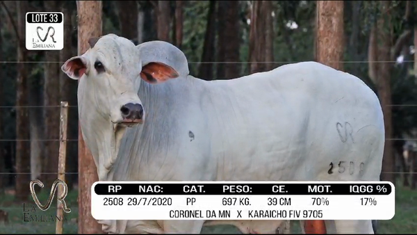 Lote LOTE 33