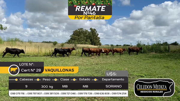 Lote 9 Vaquillonas  en Cardona, Soriano